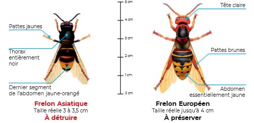 frelon.JPG