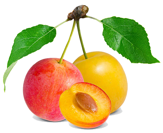 mirabelles.png